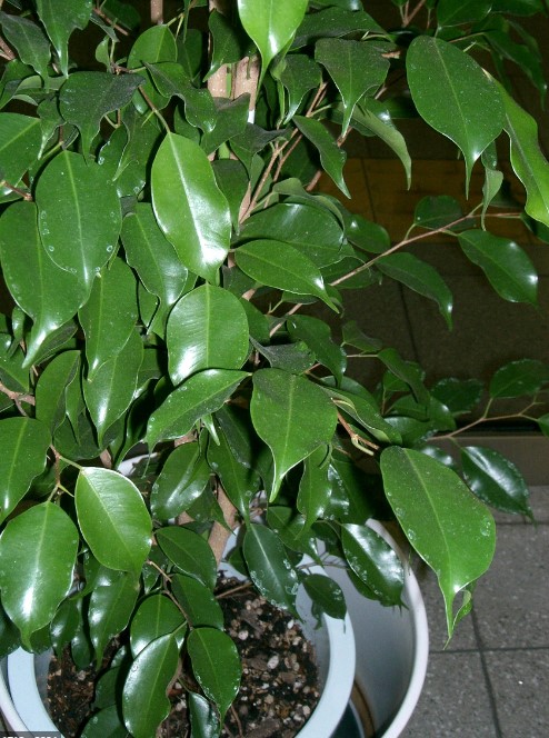 Ficus Plant Care & Growing Guide
